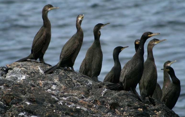  Avistamiento de aves 